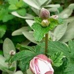 Anemone hupehensis Blüte