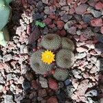 Rebutia minuscula Листок