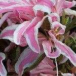 Rhododendron simsii Λουλούδι