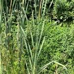 Typha × glauca Лист