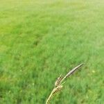 Carex nigra 花