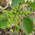 Acalypha indicaBlad