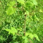 Rubus odoratus Blatt