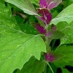 Chenopodium giganteum Blatt