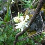 Silene latifoliaOutro