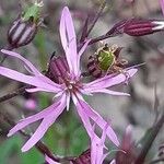 Lychnis flos-cuculi (Blüte)