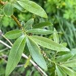 Salix × fragilis Blad