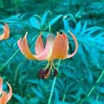 Lilium michiganense Flower