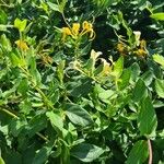 Lonicera periclymenum 葉