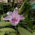 Sobralia rosea Flower