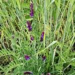 Vicia eriocarpa Natur