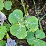 Parochetus communis Hoja