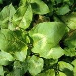 Persicaria chinensis Leaf