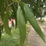 Phoradendron piperoides Blatt