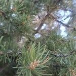Pinus edulis Yaprak