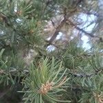 Pinus edulis Hoja