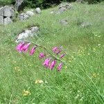 Gladiolus palustris Habitus