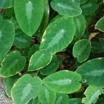 Colocasia fallax Leaf