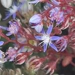 Sedum caeruleum Квітка