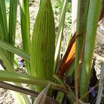 Allagoptera arenaria Fruit