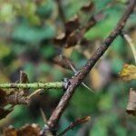 Rosa spinosissima Bark