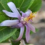 Grewia occidentalis Blomst