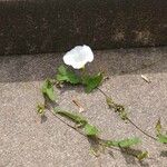 Calystegia sepium Květ