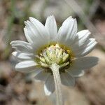 Anthemis cretica Flor