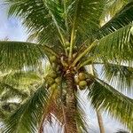 Cocos nucifera Fulla