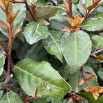 Elaeagnus × submacrophylla Hoja