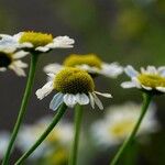 Tanacetum parthenium Flor