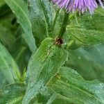 Erigeron speciosus পাতা