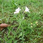 Cerastium arvense Habitat