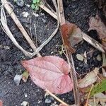 Epimedium grandiflorum Leaf