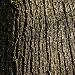 Tilia cordata Kaarna
