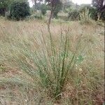 Juncus effusus Habit