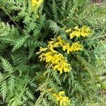 Corydalis cheilanthifolia Blomma