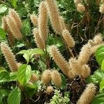 Trifolium angustifolium Natur