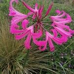 Nerine bowdeniiFlower