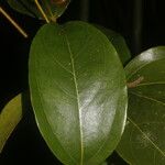 Anomospermum reticulatum 葉
