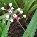 Actaea pachypoda 果實