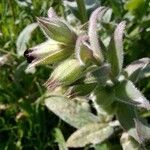Nonea vesicaria Flor