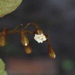 Piliostigma thonningii Λουλούδι