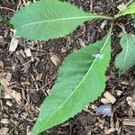 Parthenium integrifolium पत्ता