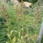 Veratrum album Habit