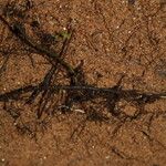 Arthropteris monocarpa Άλλα