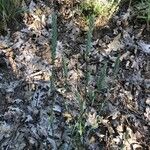 Crucianella angustifolia Elinympäristö