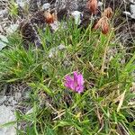 Trifolium alpinumFlower