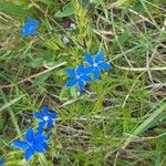 Gentiana nivalisFlower