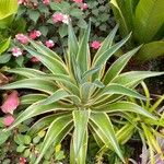 Agave demeesteriana Leht